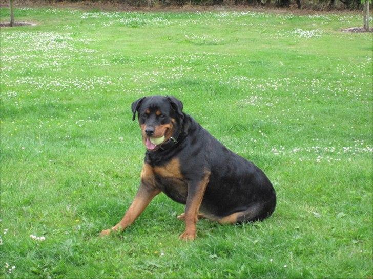Rottweiler Rambo billede 3