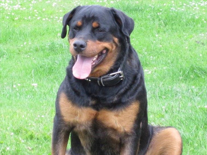 Rottweiler Rambo billede 1