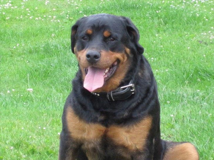 Rottweiler Rambo billede 5