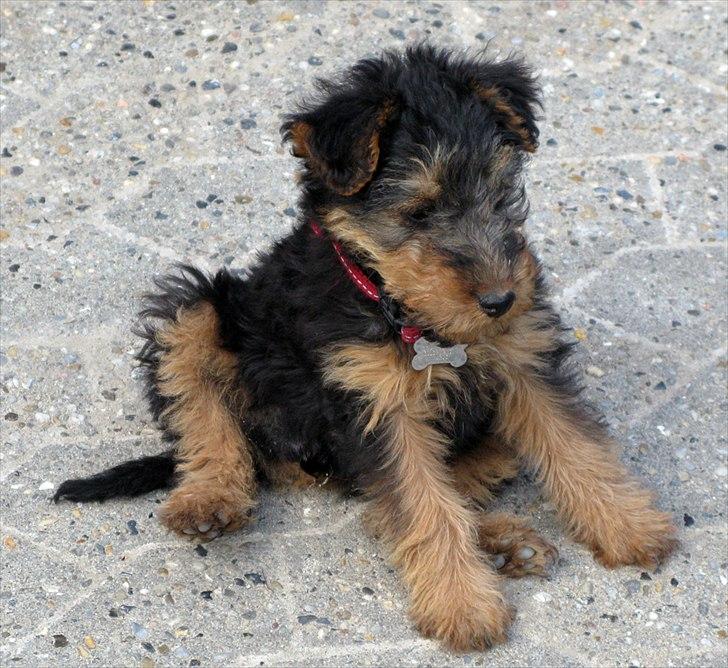 Welsh terrier Emma billede 14
