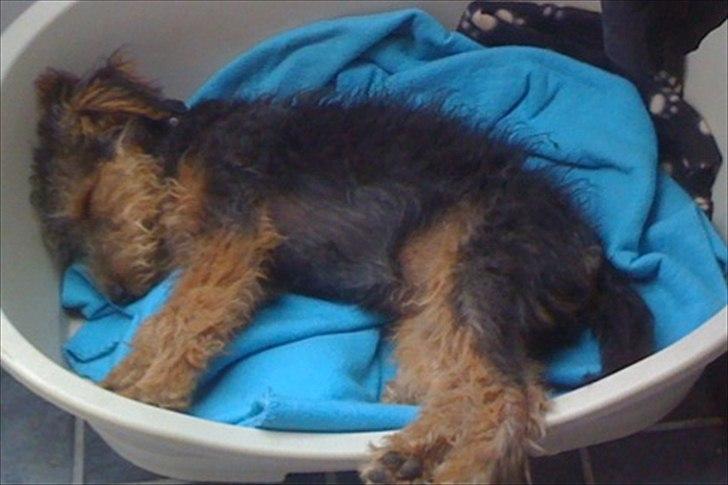 Welsh terrier Emma - Zzzzz.... billede 10