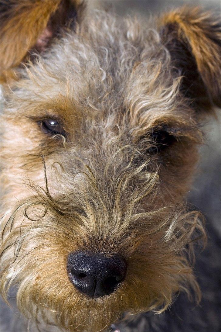 Welsh terrier Emma billede 1