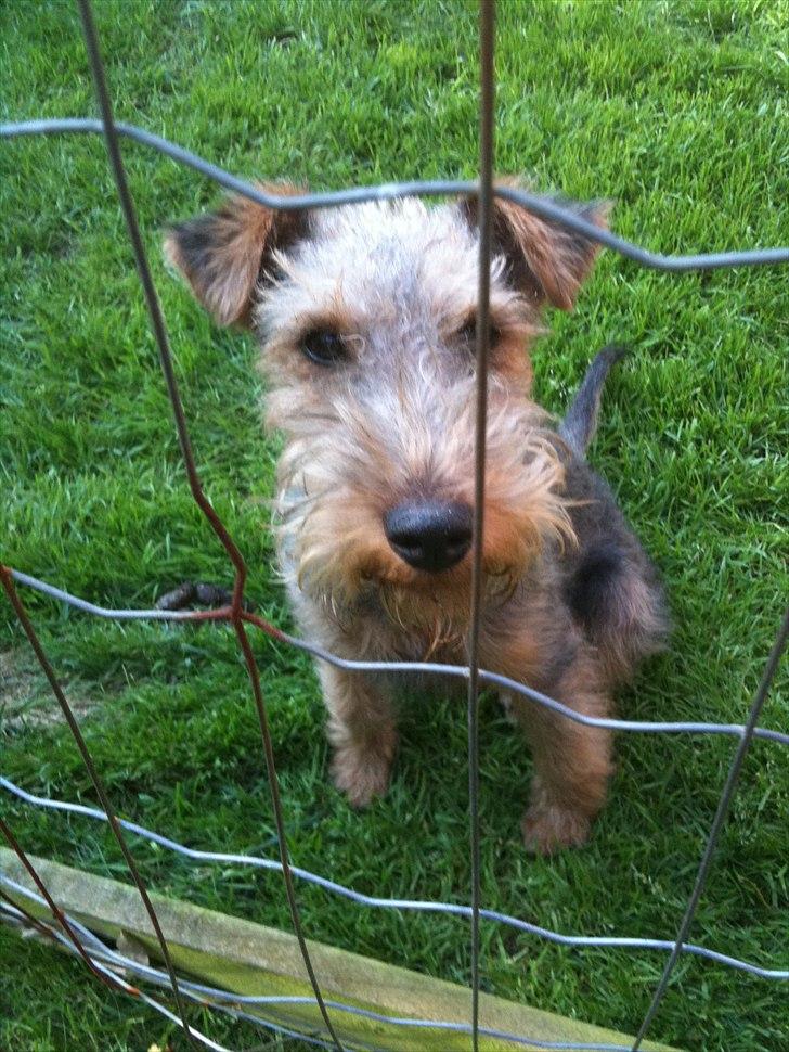 Welsh terrier Emma - Luk mig IND! :o) billede 3