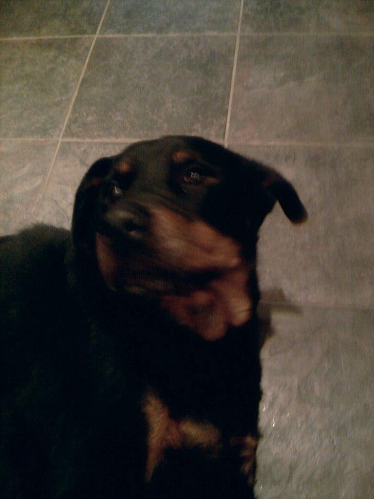 Rottweiler Boddy billede 1