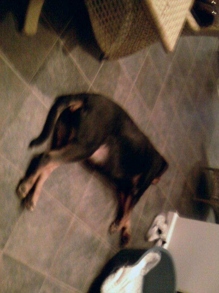 Rottweiler Boddy billede 2