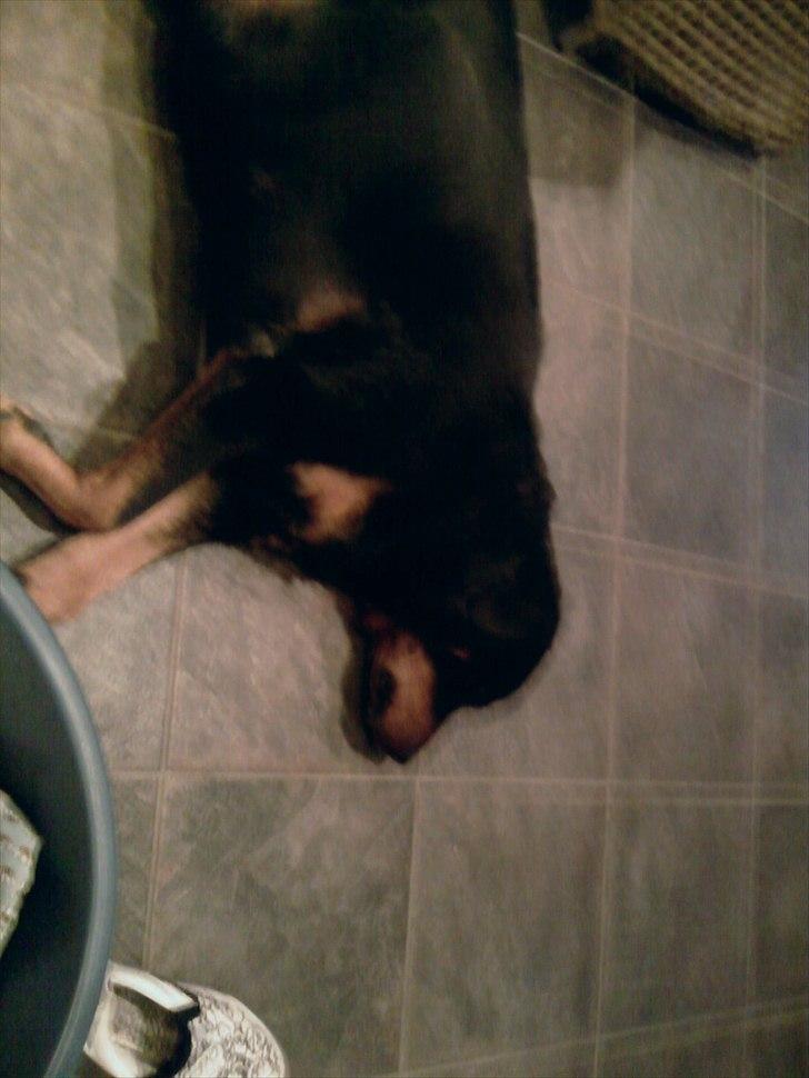 Rottweiler Boddy billede 4