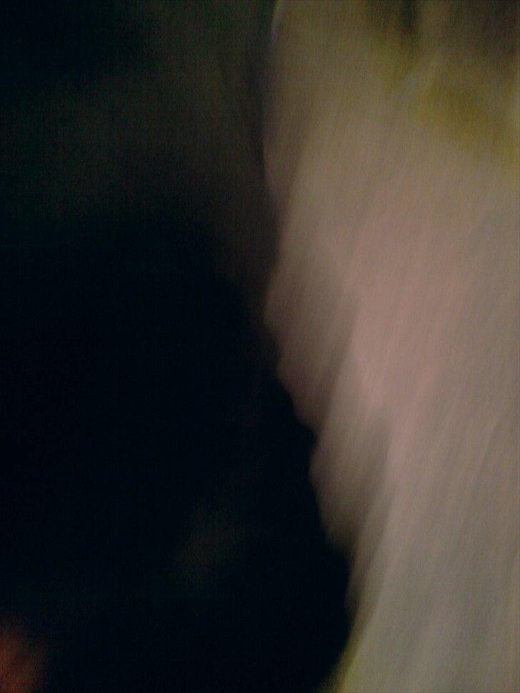 Rottweiler Boddy billede 5