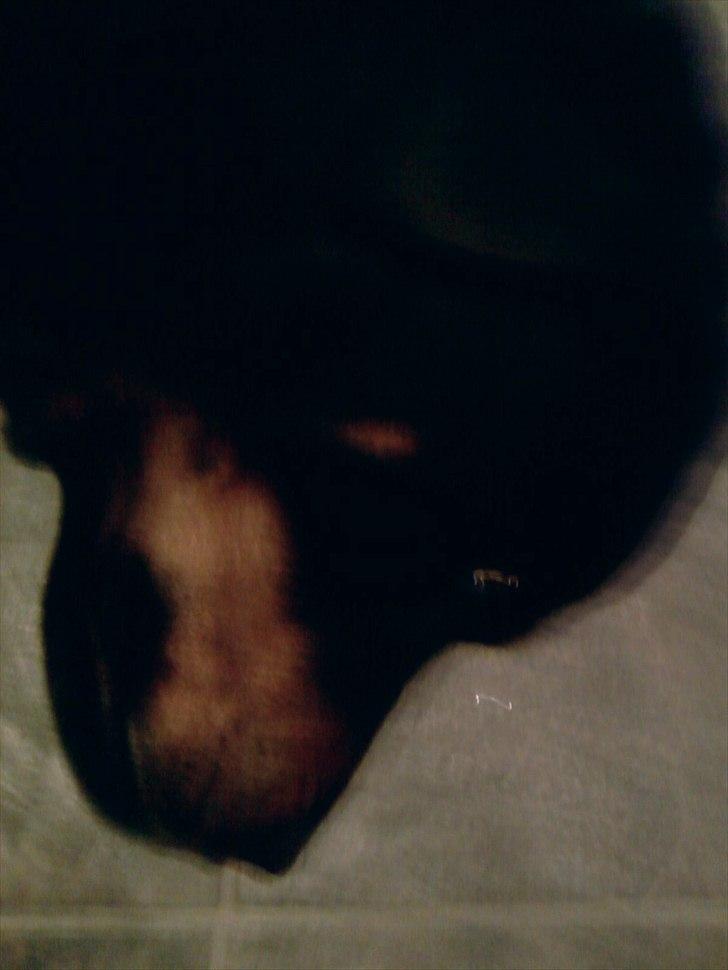 Rottweiler Boddy billede 6