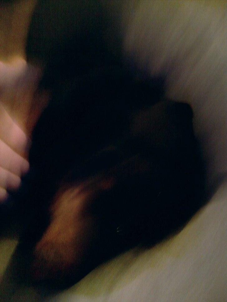 Rottweiler Boddy billede 7