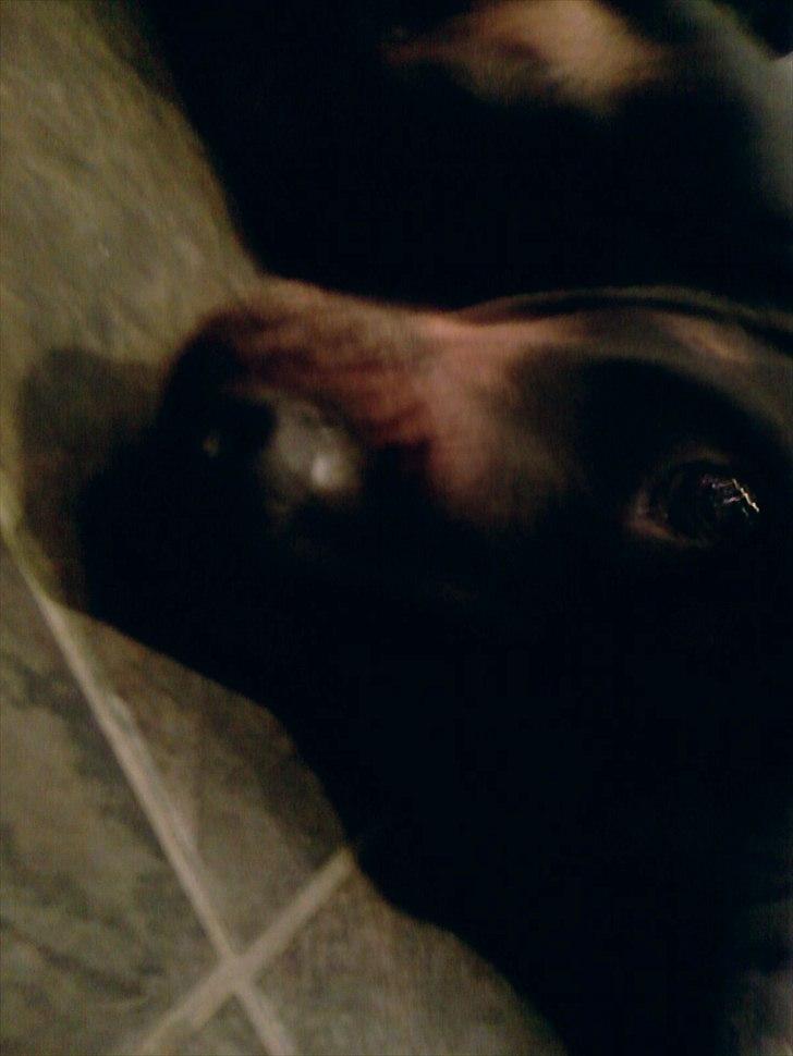 Rottweiler Boddy billede 8