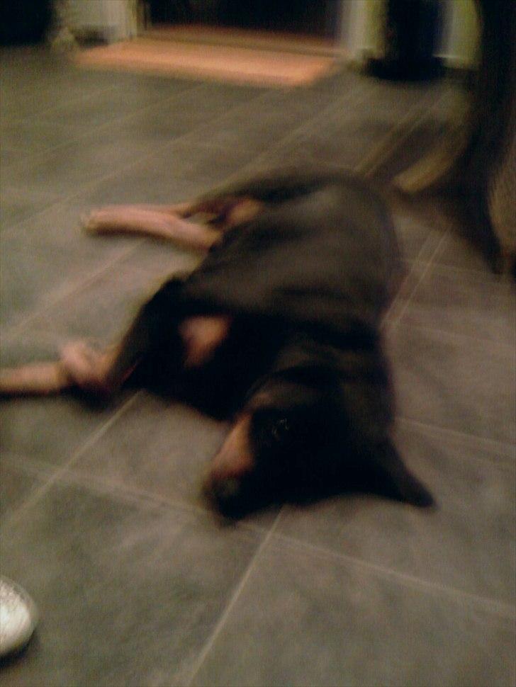 Rottweiler Boddy billede 9