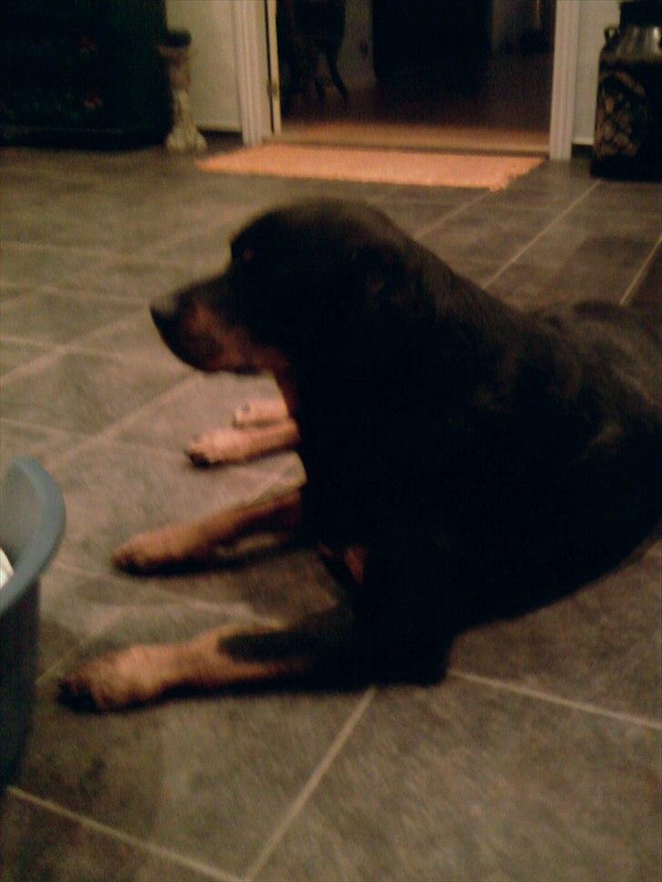 Rottweiler Boddy billede 10