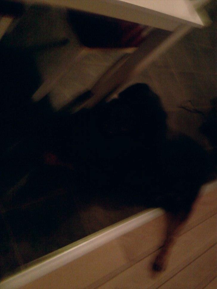 Rottweiler Boddy billede 11