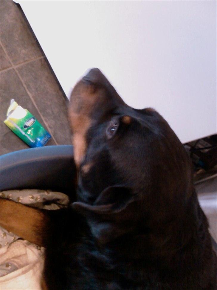 Rottweiler Boddy billede 12