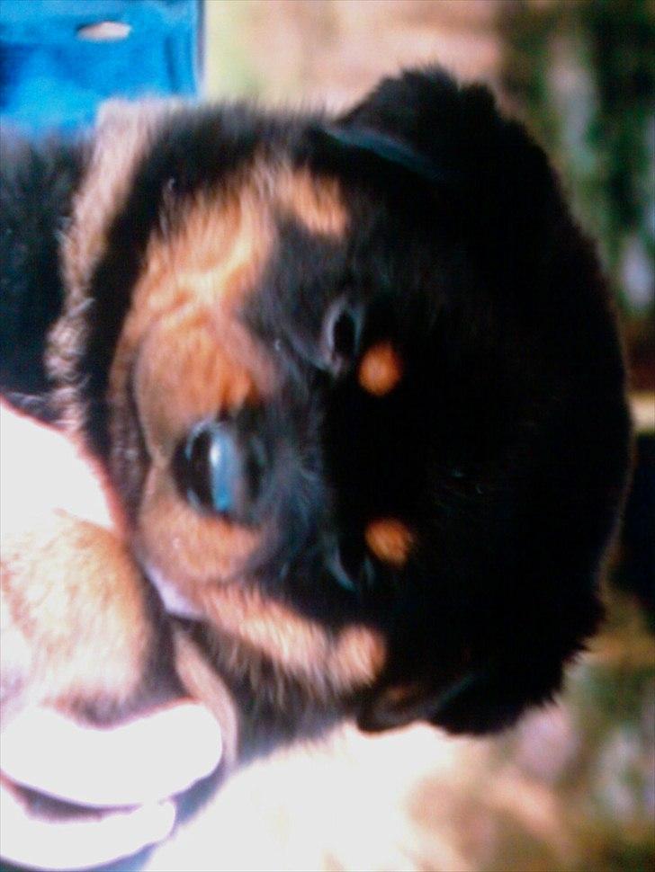 Rottweiler Boddy billede 13