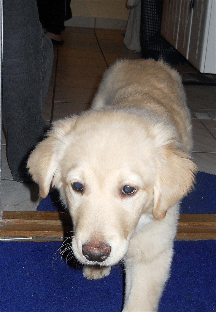 Blanding af racer Mille - Mille da vi var kommet hjem, efter vi havde hentet hende. billede 1