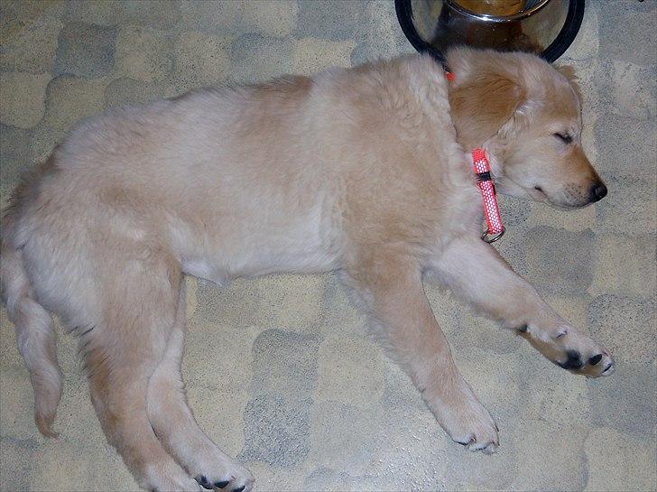 Blanding af racer Mille - Få dage efter hendes ankomst billede 2