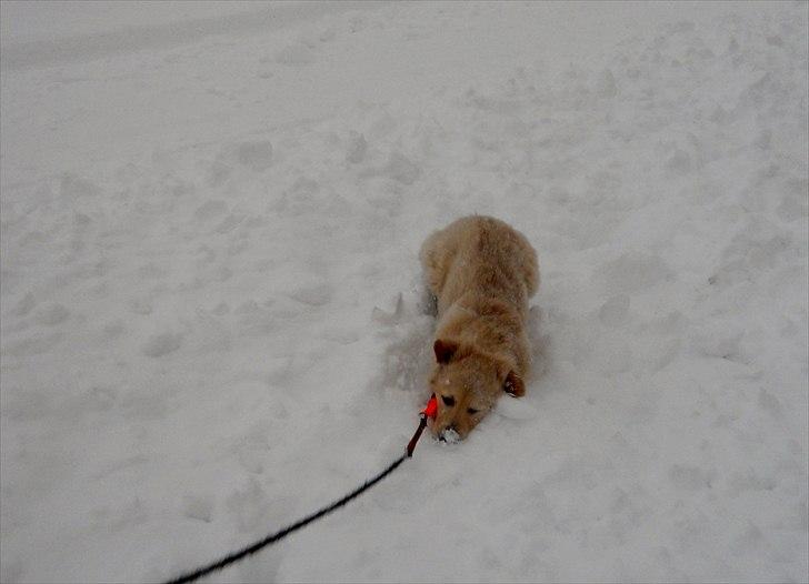 Blanding af racer Mille - Milles første sne billede 3