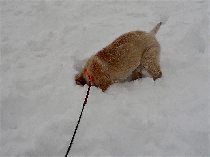 Blanding af racer Mille - Milles første sne billede 4