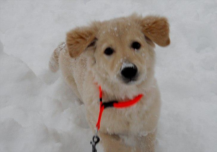 Blanding af racer Mille - Milles første sne billede 5