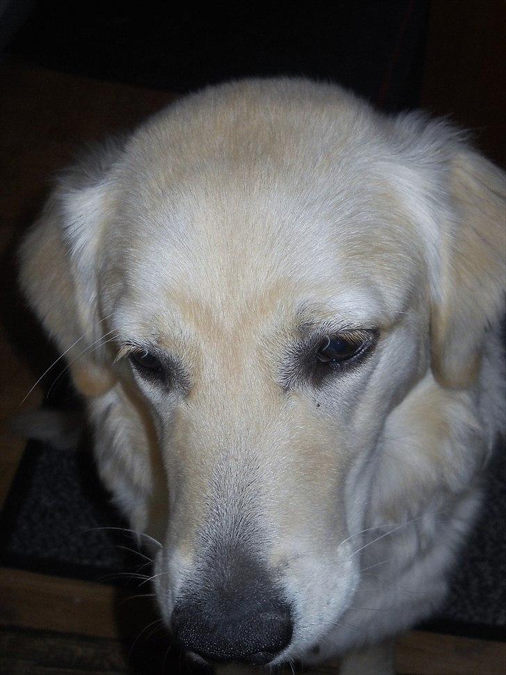 Blanding af racer Mille billede 6