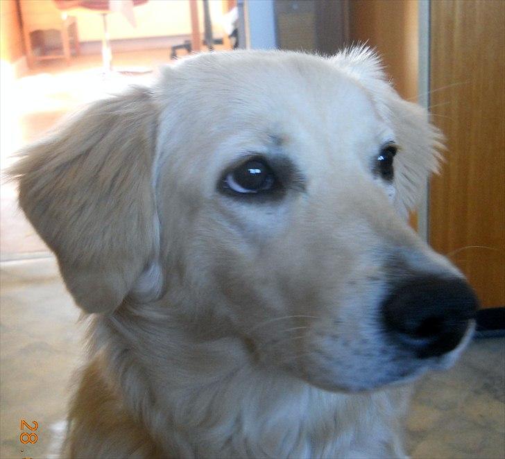 Blanding af racer Mille - her er hun cirka 7 måneder billede 7