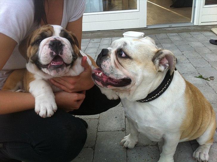 Engelsk bulldog Chili billede 3