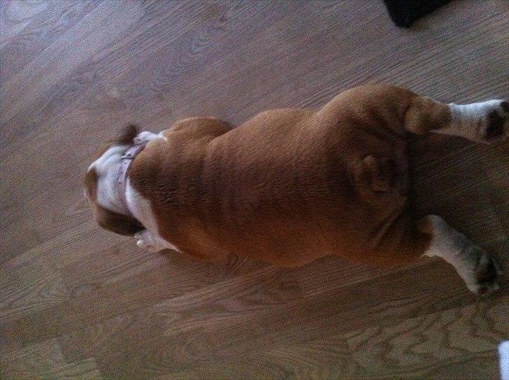 Engelsk bulldog Chili billede 6