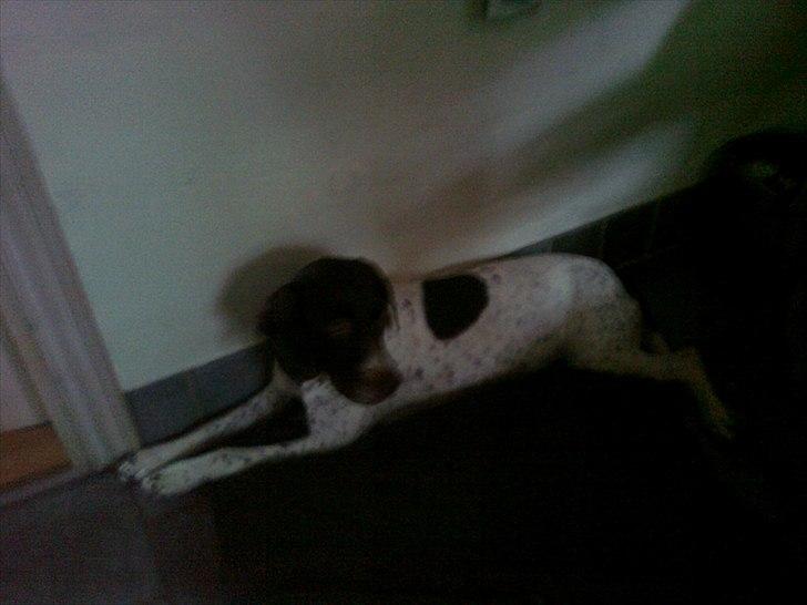 Gammel dansk hønsehund Celine billede 15