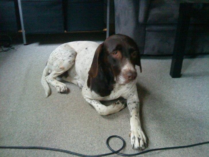 Gammel dansk hønsehund Celine - Celine <33 billede 16