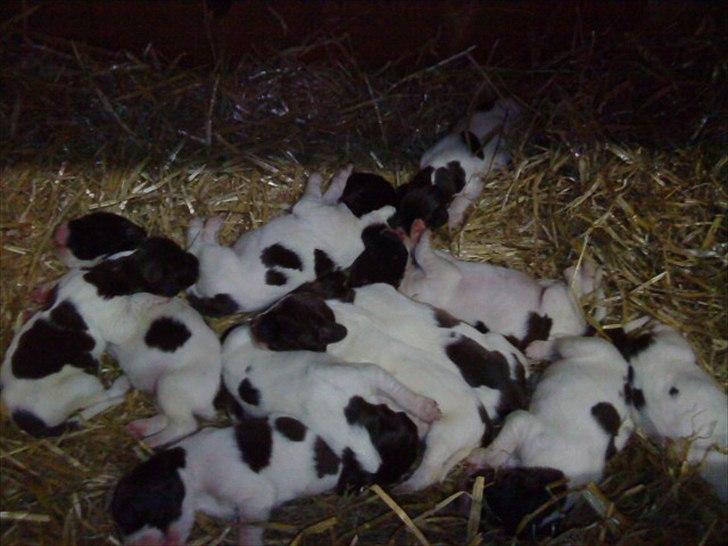 Gammel dansk hønsehund Celine billede 17