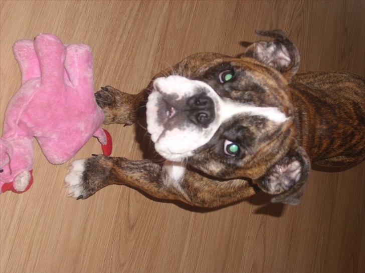 Engelsk bulldog frida - Så blev frida 9 måneder! billede 9