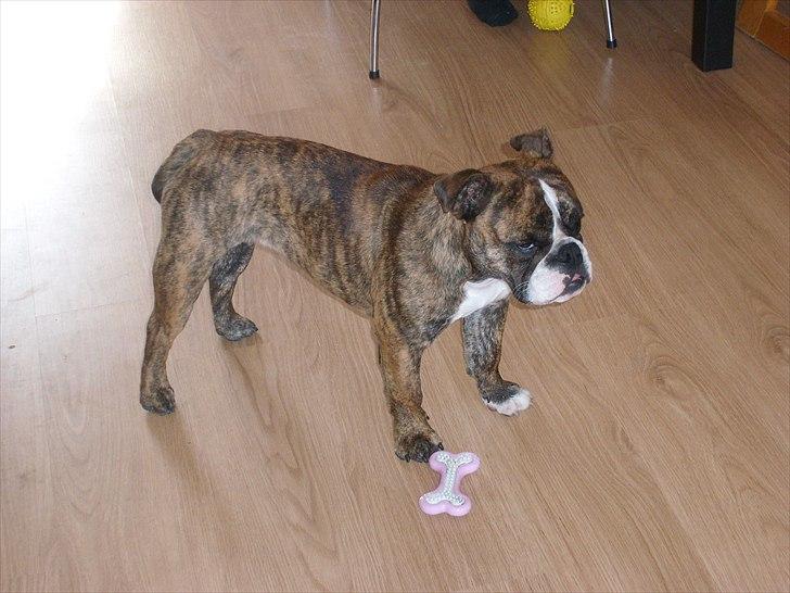 Engelsk bulldog frida billede 10