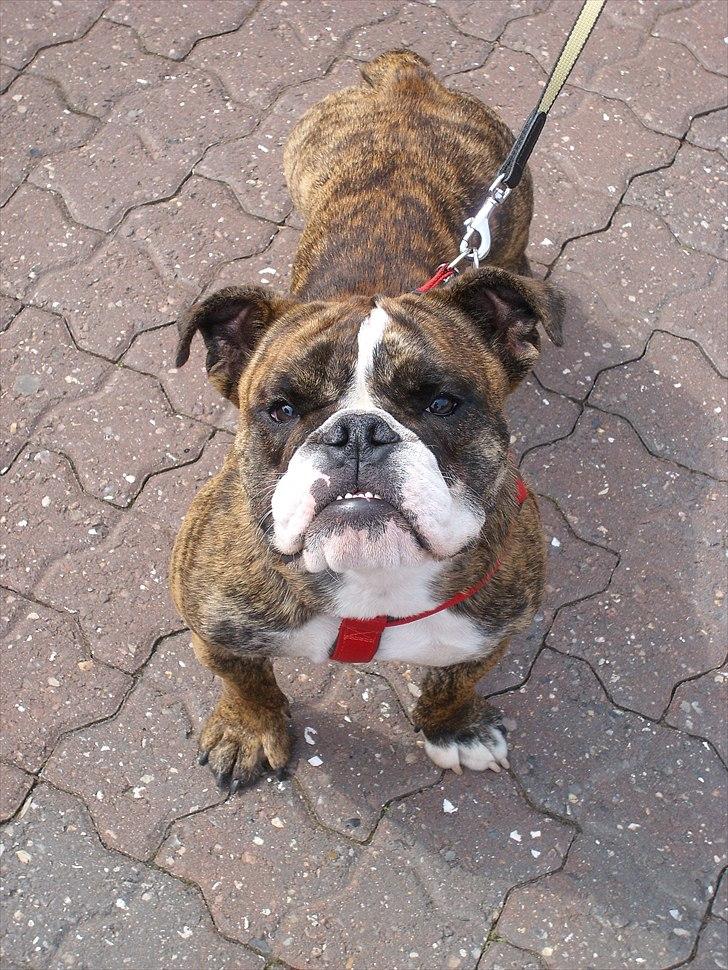 Engelsk bulldog frida billede 11