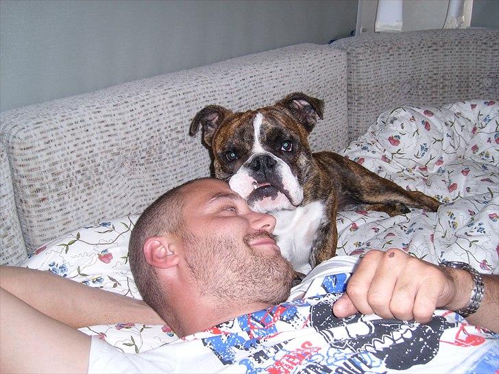 Engelsk bulldog frida billede 12