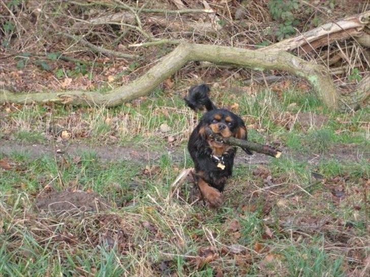 Cavalier king charles spaniel Johnny - Min bedsteven <3 billede 11