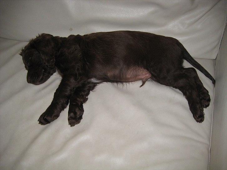 Field Trial Cockerspaniel Choko - 8 uger billede 3