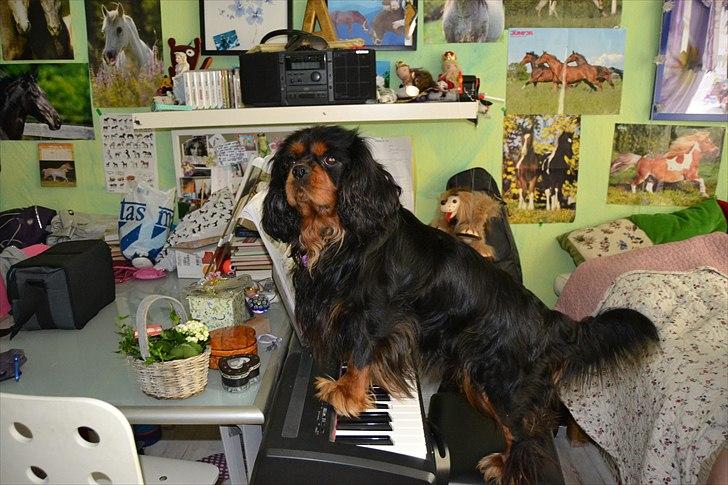 Cavalier king charles spaniel Johnny - John'sen spiller klaver! <3
Jeg elsker dig ubeskriveligt! Du er mit ét og ALT! Hvad skal jeg sige? <3 Jeg er uden ord! Du er fantastisk! <3 Nej det er du ikke.. For du er mere end det. Meget mere! <3
Foto: A K fotos billede 8