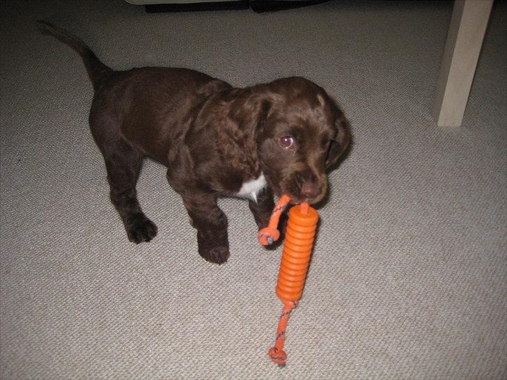 Field Trial Cockerspaniel Choko - 8 uger billede 4