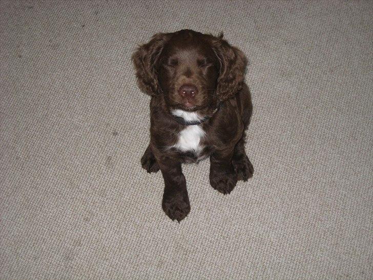 Field Trial Cockerspaniel Choko - 8 uger billede 5