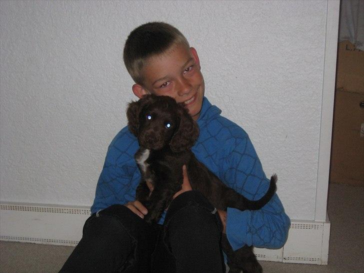 Field Trial Cockerspaniel Choko - mathias med sin nye ven choko 8 uger billede 6