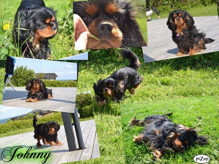 Cavalier king charles spaniel Johnny - Et lille mix fra en dejlig dag med Johnny i sommerhuset <3 billede 3
