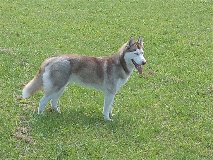 Siberian husky Micha billede 14