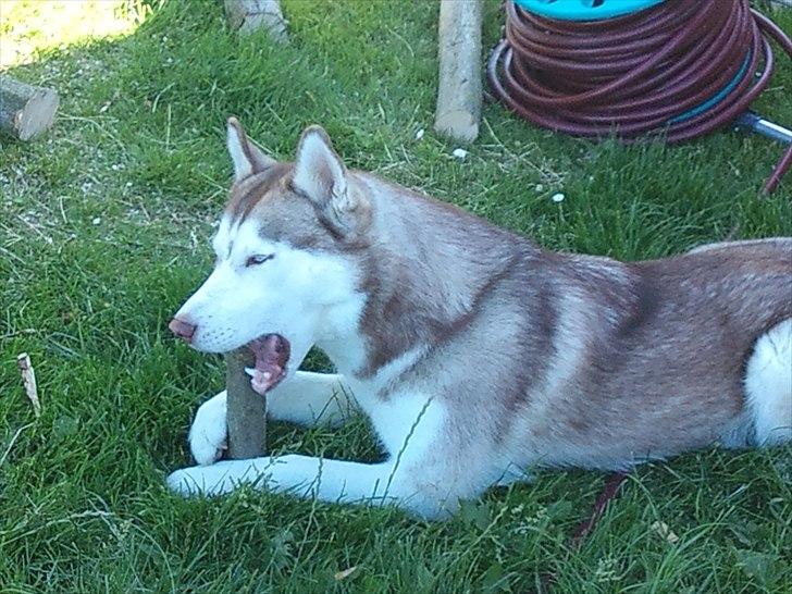 Siberian husky Micha - Micha hjælper far med at lave brænde .  billede 15