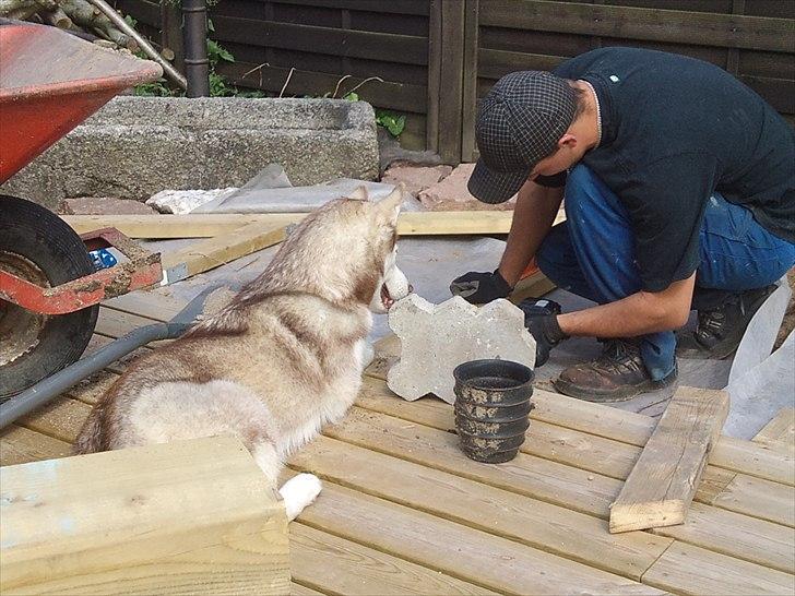 Siberian husky Micha - Micha hjælper far med at lave terrasse .  billede 16