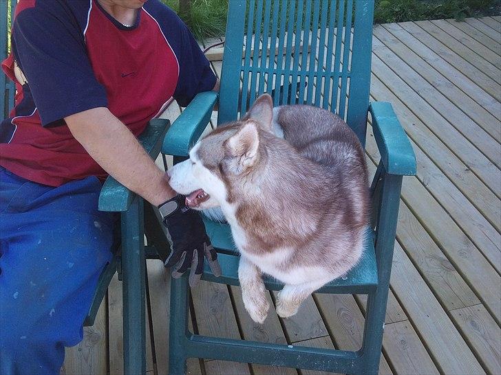 Siberian husky Micha - Micha på en have stol for første gang .  billede 17
