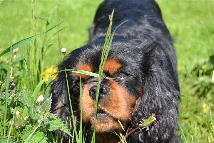 Cavalier king charles spaniel Johnny - Skatten<3 billede 7