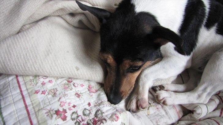 Jack russell terrier Nuser billede 15