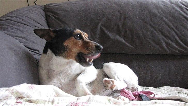 Jack russell terrier Nuser billede 19