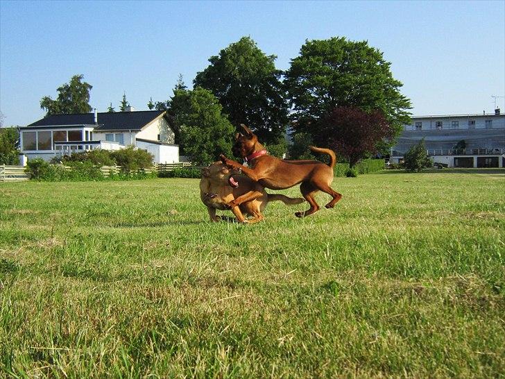 Griffon petit brabancon *~ Thea ~* - Jeg kan flyyyyyve!
...Hov, dér kom Paya i vejen! ;o) billede 10